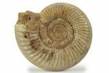 Jurassic Ammonite (Perisphinctes) - Madagascar #241582-1